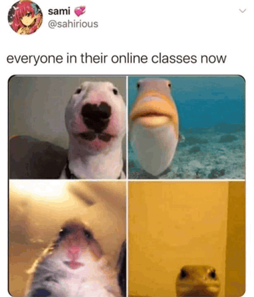 Coding Meme GIF