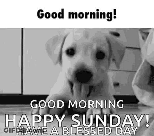 Coffee And Rose Saying Good Morning Happy Sunday GIF