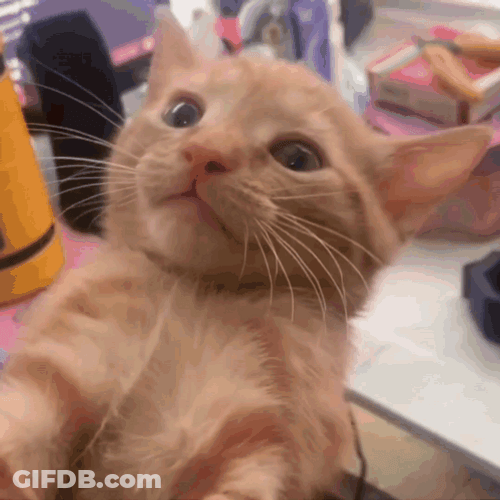 Coffee Cat Screaming Cries GIF