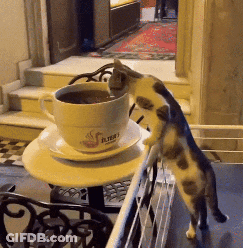 Coffee Cup On Saucer With Candle And Blanket Saying Good Morning GIF