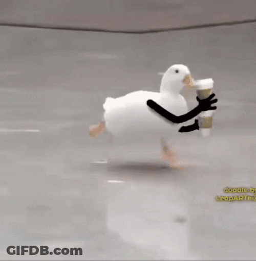 Coffee Time With American Pekin Running GIF