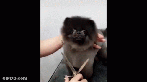 Coffin In Dirt Saying Happy Birthday GIF