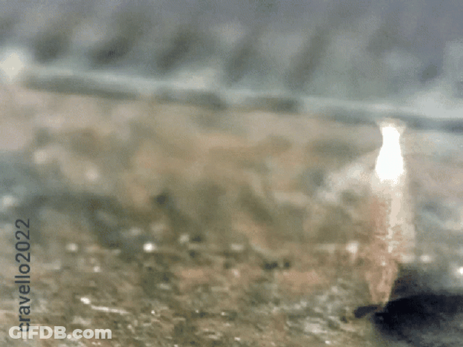 Coin Heads GIF