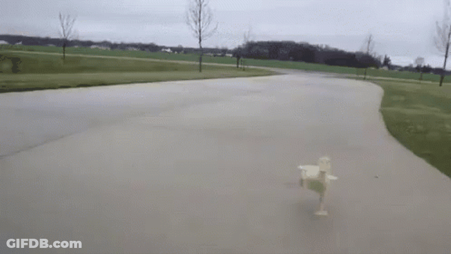 Coin Running Duck GIF