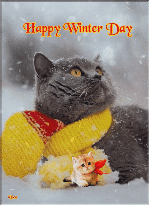 Cold Cat Winter Wednesday GIF