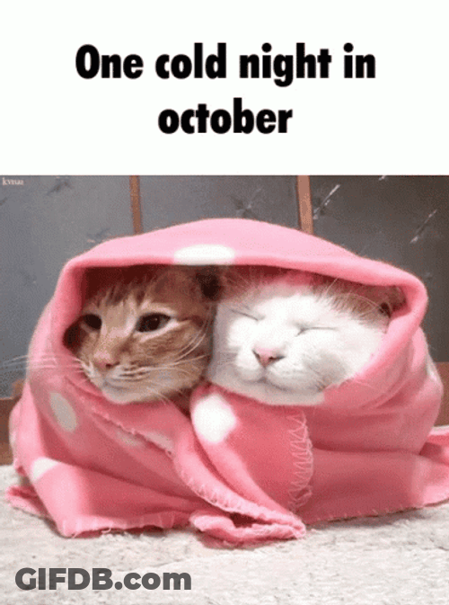 Cold October Night Cuddling Kitties GIF
