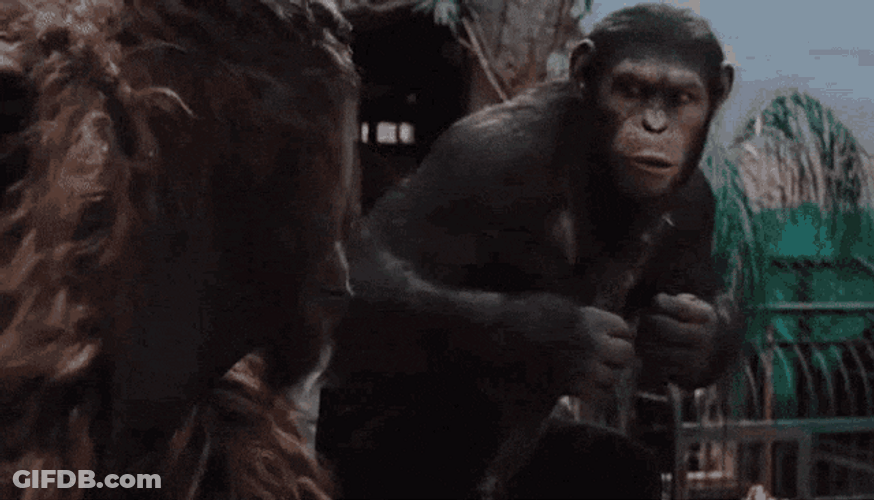 Collaborate Planet Of The Apes GIF