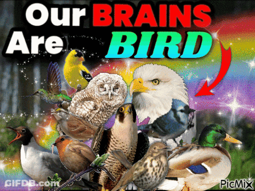 Collage Of Birds Our Brains Are Bird GIF