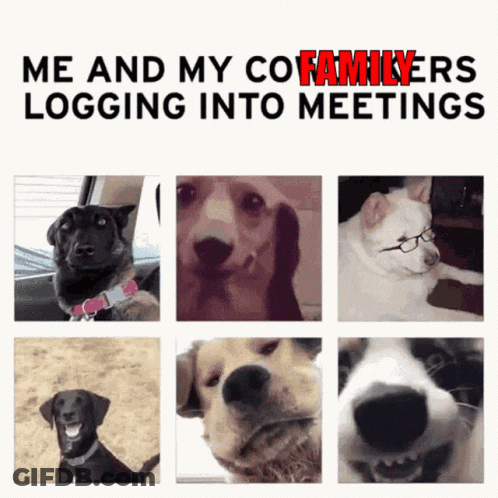Collage Of Dogs Me And My Co-Familyers Logging Into Meetings GIF