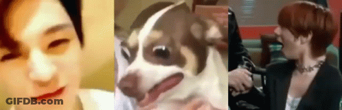 Collage Of Man, Dog And Woman GIF