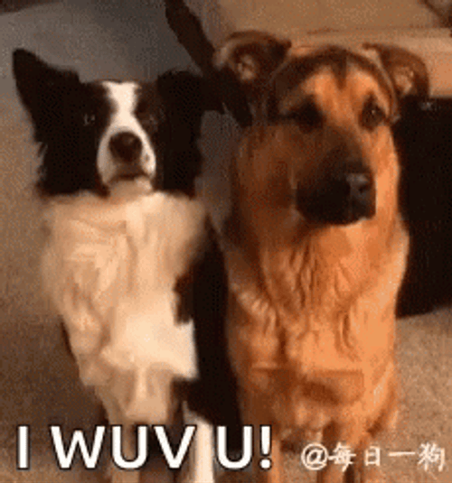 Collie And Retriever Dogs Hugging I Love You GIF
