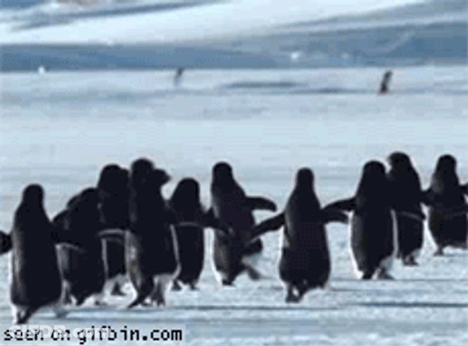 Colony Of Penguins Hurry Up Flying GIF
