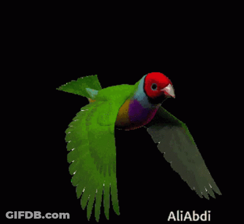 Colorful Bird Flying With Aliabdi GIF