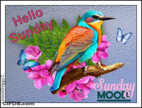 Colorful Bird On Pink Flower Branch With Butterflies GIF