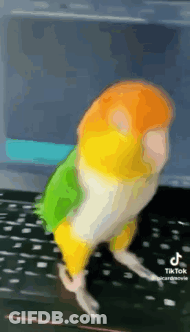Colorful Bird Standing On Black Surface GIF