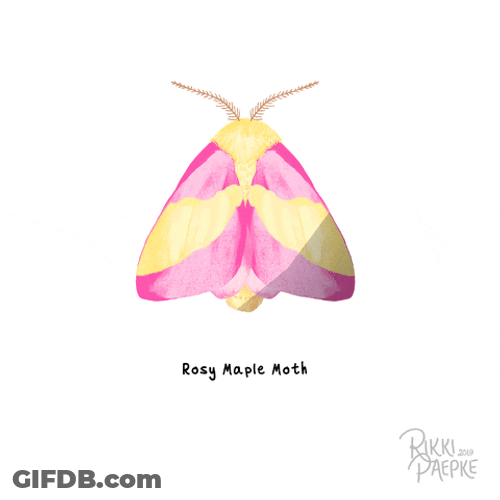 Colorful Butterflies Moth GIF