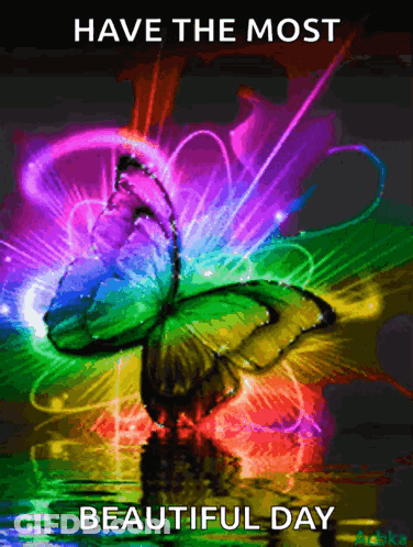 Colorful Butterfly Have The Most Beautiful Day GIF