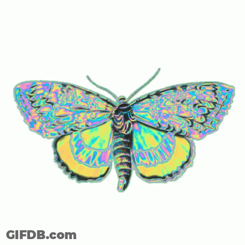 Colorful Butterfly With Black Tail GIF