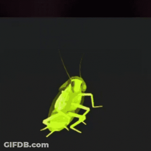 Colorful Cockroach Spinning GIF