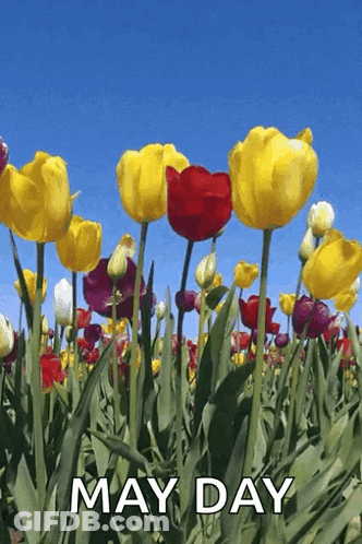 Colorful Flower Field May Day GIF