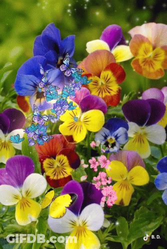 Colorful Flowers With Flying Butterflies GIF