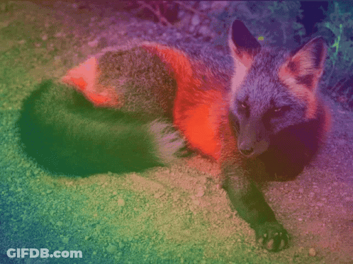 Colorful Fox Laying Looking Camera GIF