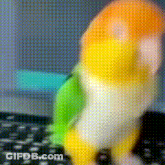 Colorful Parrot On Keyboard GIF