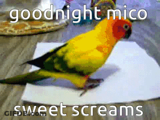 Colorful Parrot Sitting Goodnight Mico Sweet Screams GIF