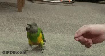 Colorful Parrot Walking Towards Hand GIF