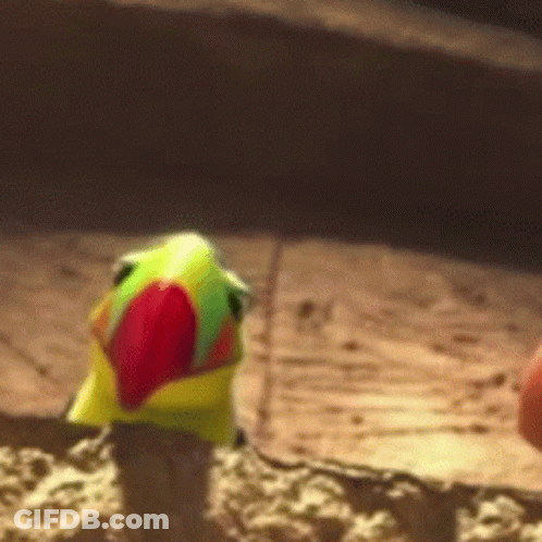 Colorful Parrot With Red Beak On Sandy Surface GIF