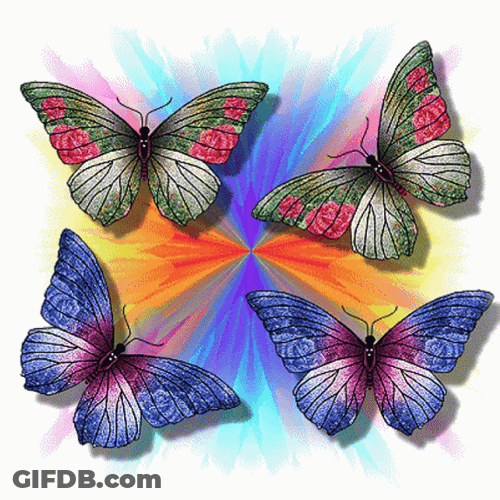 Colorful Rainbow Butterflies Silhouette GIF