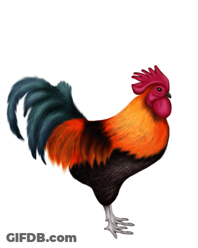 Colorful Rooster With Red Crest On Hind Legs GIF