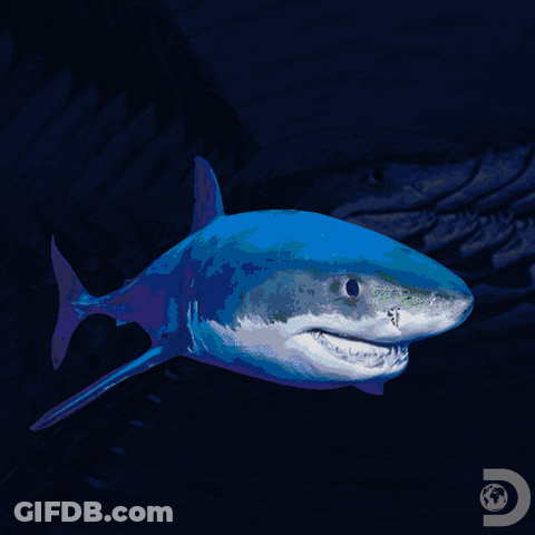 Colorful Sharks. Shark Week. GIF