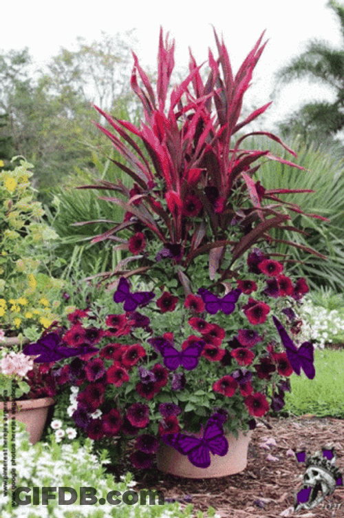 Colorful Ti Plant With Butterflies GIF