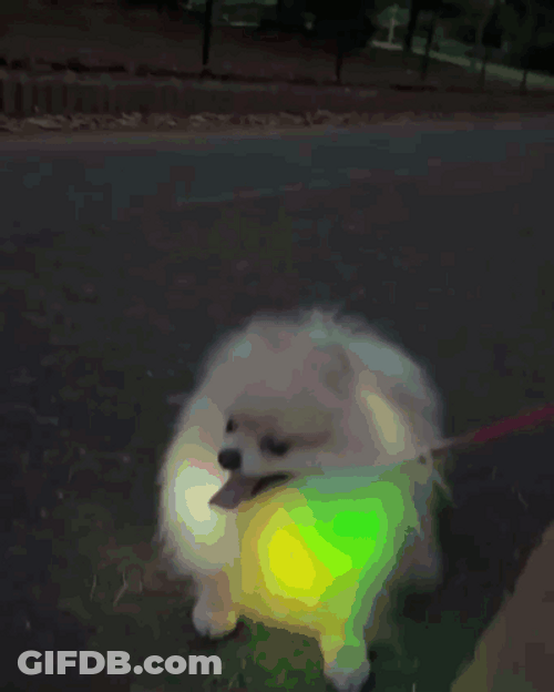 Colorful White Pomeranian Dog GIF