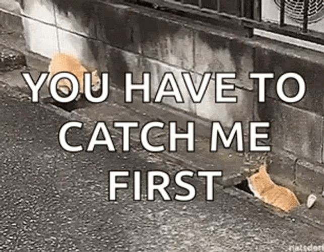 Come And Take It Cat Chasing Game GIF