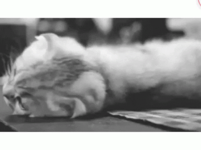 Come And Take It Cute Kitty Upside Down GIF