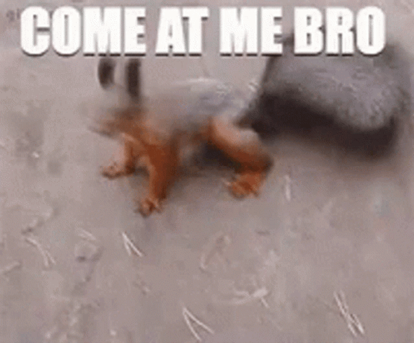 Come At Me Bro Red Squirrel GIF