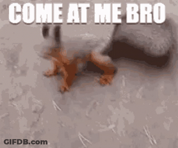Come At Me Bro Squirrel Meme GIF
