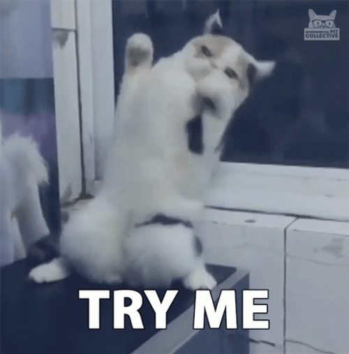 Come At Me Funny Cat Twisted Body GIF