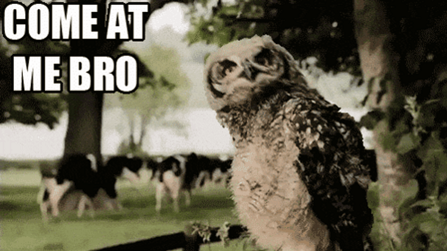 Come At Me Sassy Head Spinning Owl GIF