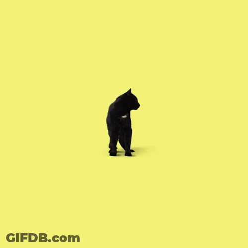 Come First Black Cat GIF