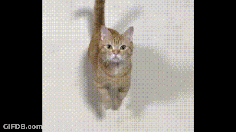 Come Here Cat High Five GIF