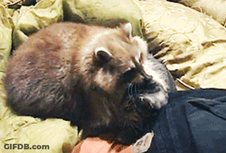 Come Here Cute Raccoon Cat Hug GIF
