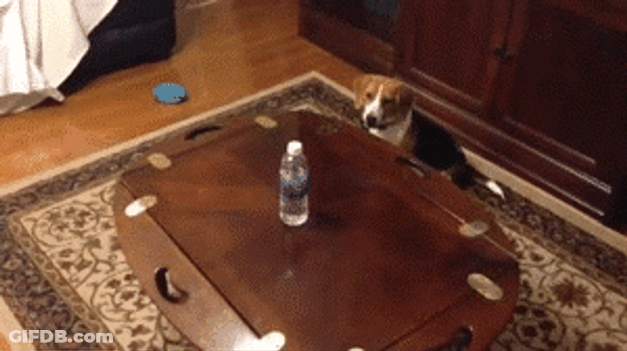 Come Here Dog Reach For Water GIF