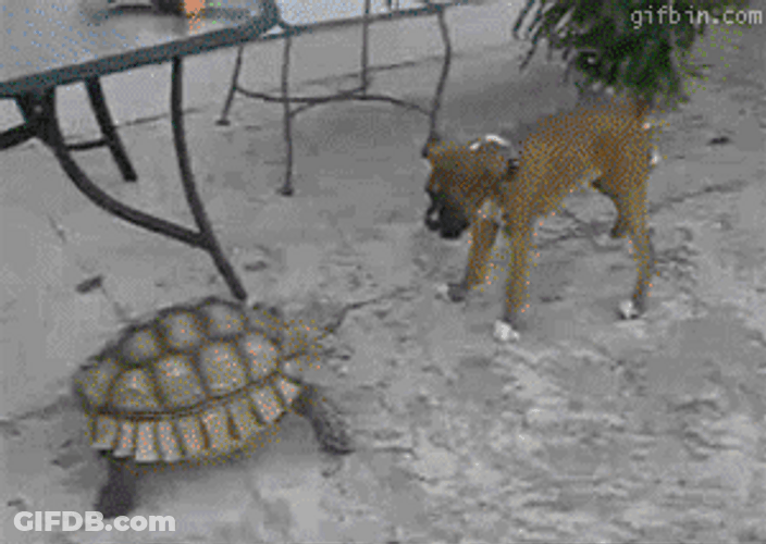 Come Here Turtle Dog GIF