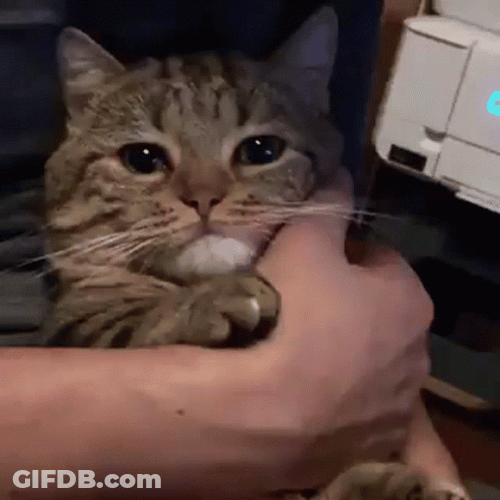 Comforting Crying Cat GIF