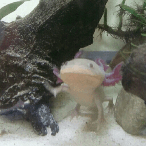 Coming Forward Axolotl GIF