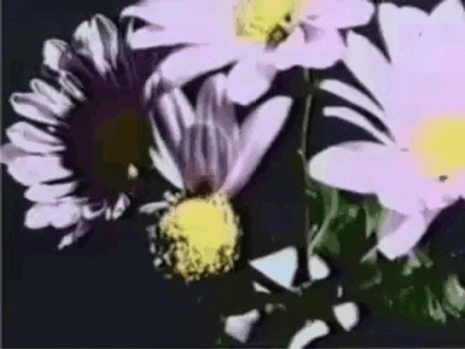 Common Daisy Flowers Showing Petals GIF
