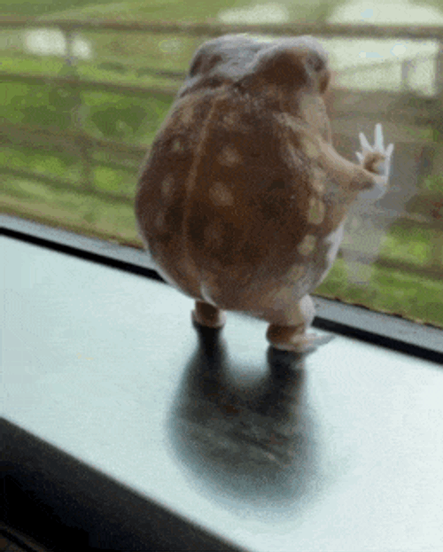 Common Rain Frog Frog In Train GIF